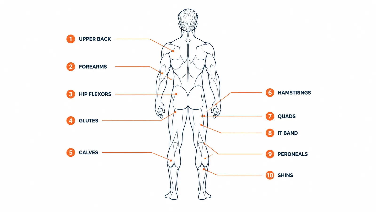 Diagram showing the 10 major muscle groups to target with a roller stick on a human body outline