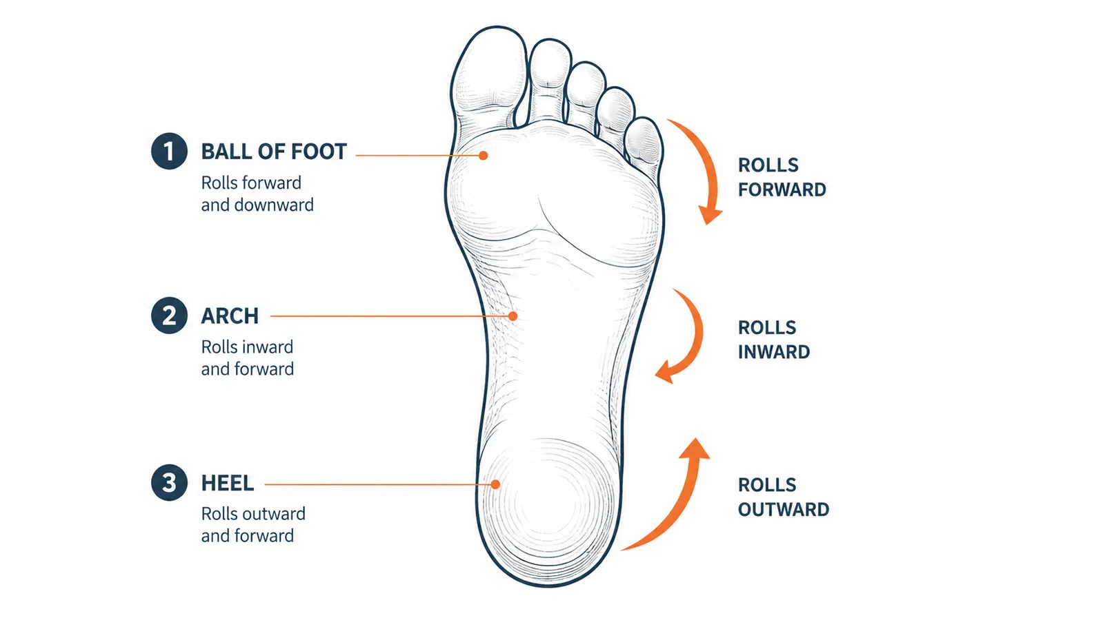 Diagram showing three foot zones: heel, arch, and ball of foot, each labeled with rolling direction arrows