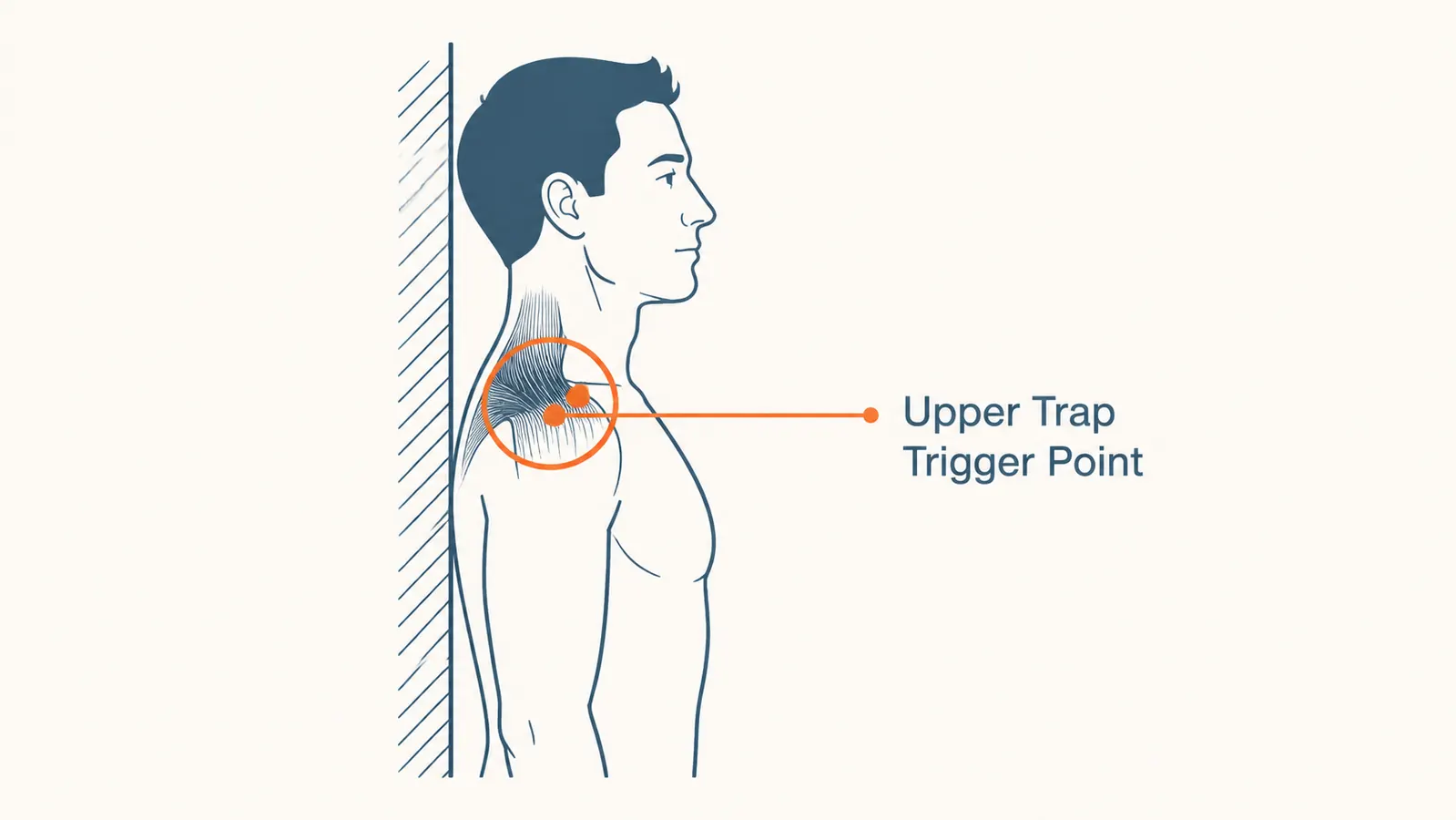 Diagram showing the correct lacrosse ball wall placement position for the upper trapezius